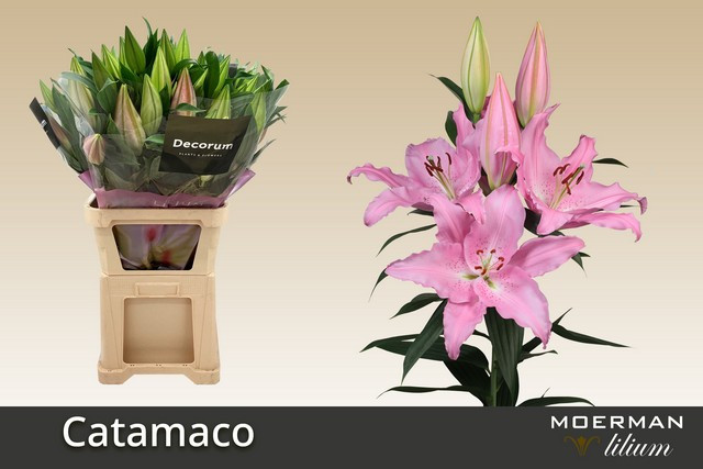 Lilium Oriental Sunday Martiniqu 13/45