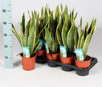 Sanseveria Futura Superb 12/30