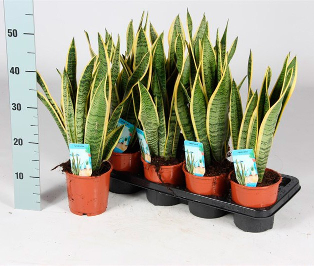 Sanseveria Futura Superb 12/30