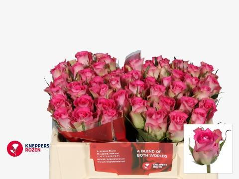 Rose African Jewel 30 sm