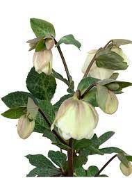 Helleborus S Mix