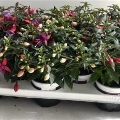 Fuchsia Mix 510/25