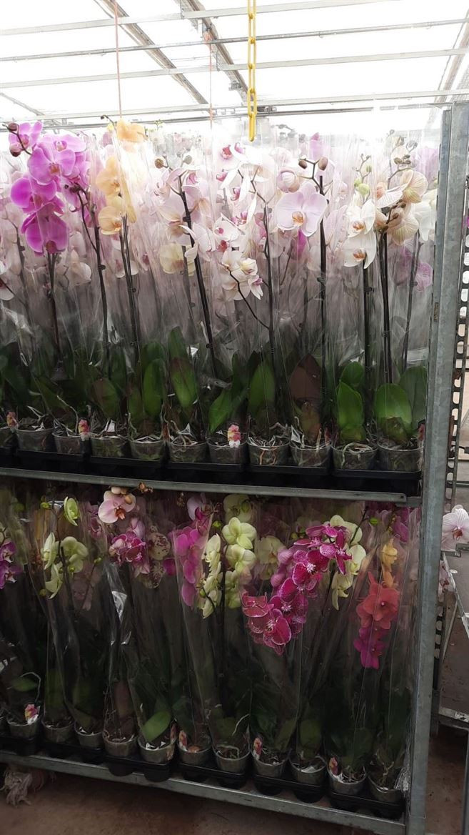 Phal 1-tak Bernhard Mix 12/60
