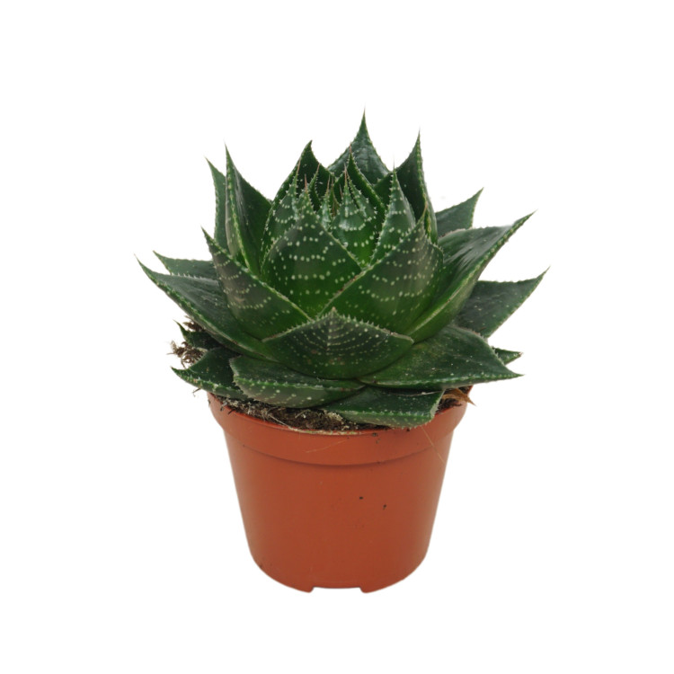 Aloe Cosmo 8/17