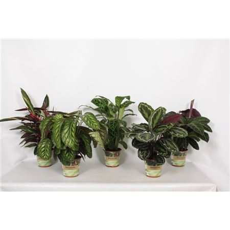 Calathea Gemengd Russia-decorum