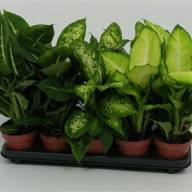 Dieffenbachia Compacta 510/35 - DIEFFENBACHIA GEM 12.40