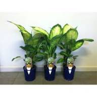 Dieffenbachia Compacta 510/35 - Без названия (34)