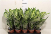 Dieffenbachia Compacta 510/35