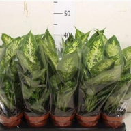 Dieffenbachia Compacta 510/35 - prod304