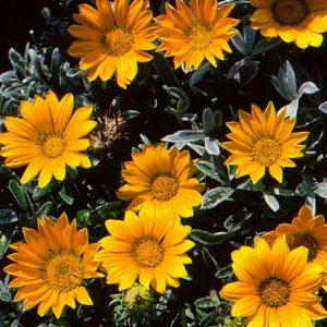 Gazania Geel