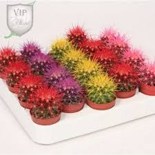 Echinocactus Rainbow Mix (rc5001) 05/8