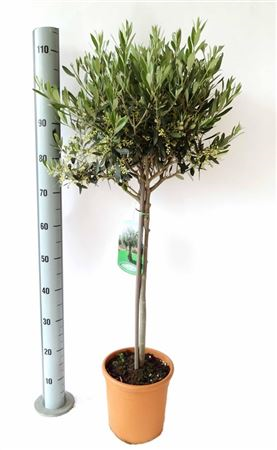 Olea Europaea Op Stam