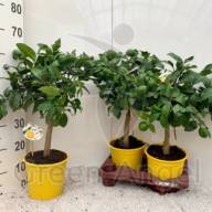 Citrus Microcarpa 12/27 - Citrus Meyeri Meyer 14