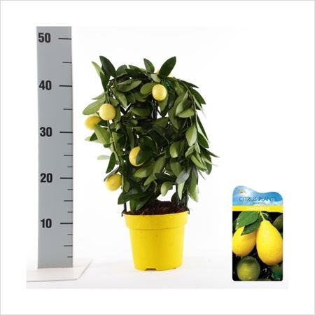 Citrus Microcarpa 12/27