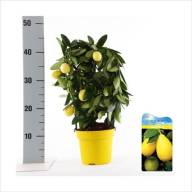 Citrus Microcarpa 12/27 - bestflora_614755_0001295846