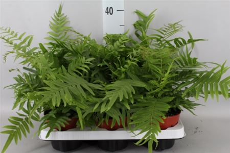 Pteris ...
