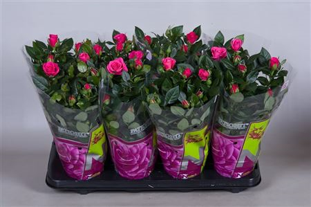Rosa Patio Regina (grower)