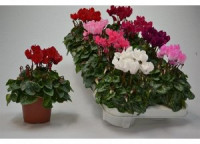 Cyclamen Super Rembrand 12/25