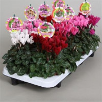 Cyclam Patio Mix 12/28