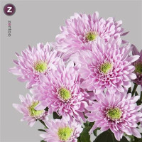 Chr T Katinka X5