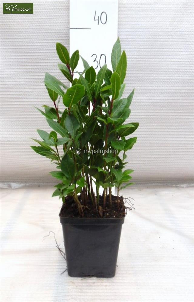 Laurus Nobilis 14/40