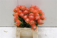 Leucodendron Tango X5