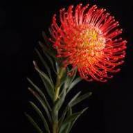 Leucodendron Tango X5 - 83630