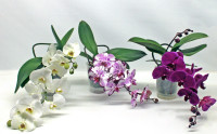 Phal A2 1-tak Table Mix 12/30