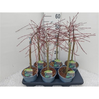 Salix Rep Armando19/90