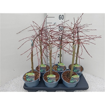 Salix Rep Armando19/90