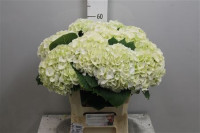 Hydr S Magic Pearl White 50 cm X5 Holland