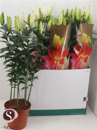 Lilium Or Helvetia 19/65
