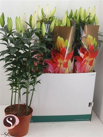Lilium Or Helvetia 19/65