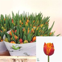 Tulp Du Double Trouble Holland