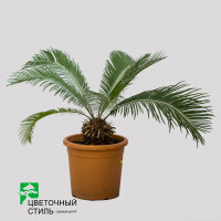 Cycas Revoluta 9/25