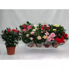 Rosa MIX 30/50