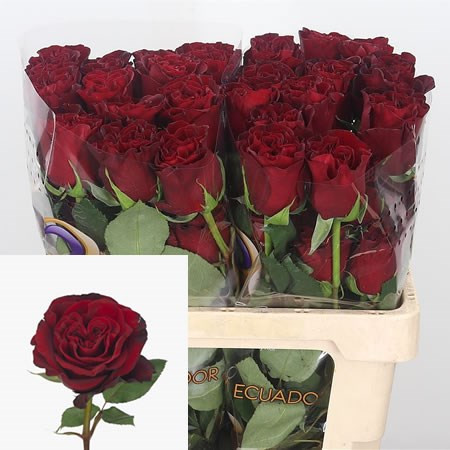 Rose Hearts 50 sm