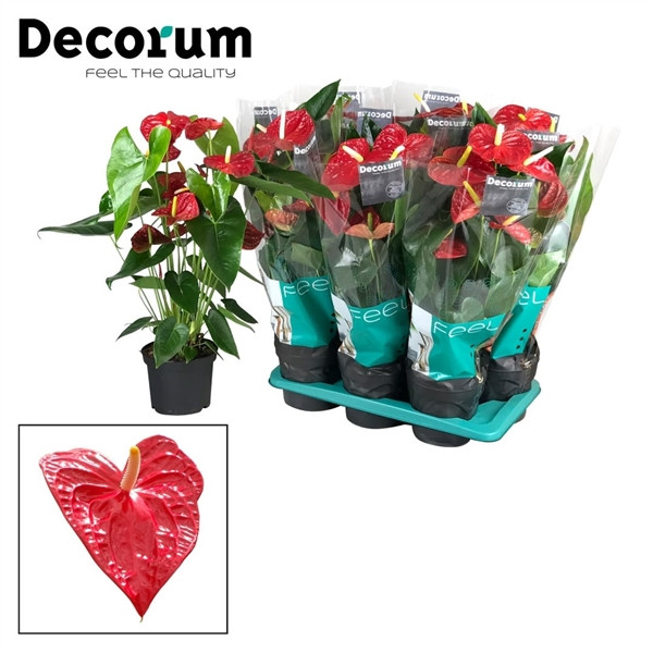 Anthurium An Dakota Decorum 17/65