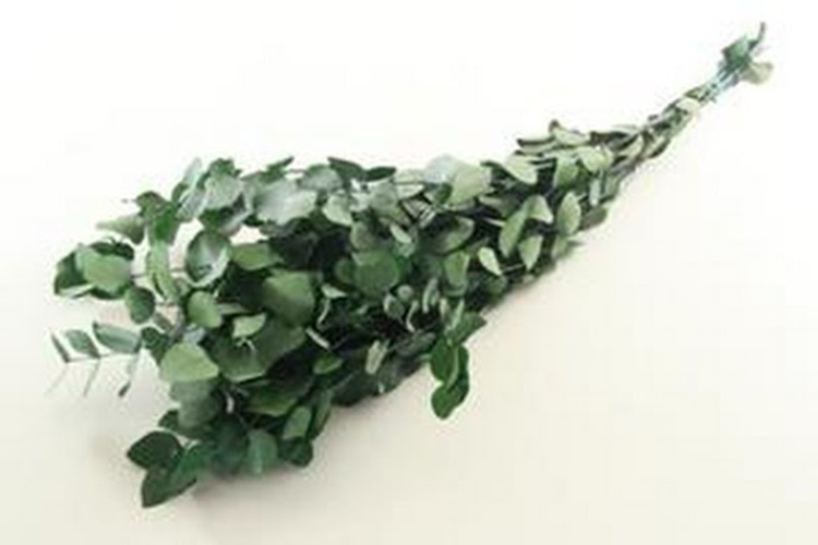 Eucalipt Cinerea  45sm