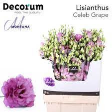 Lisianthus Celeb Grape 70 cm Holland