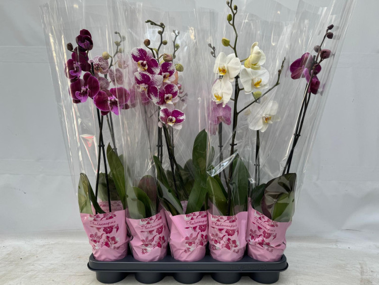 Phal A2 1-tak Levo Mix 12/65