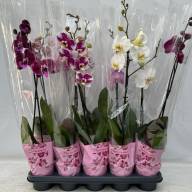 Phal A2 1-tak Levo Mix 12/65 - IMG-20240918-WA0006