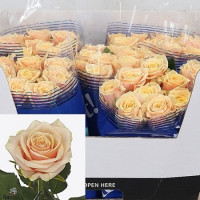 Rose Bellini 40 sm