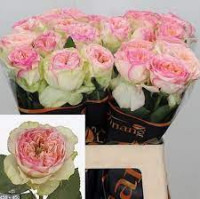 Rose Flashba Summerh 60 sm