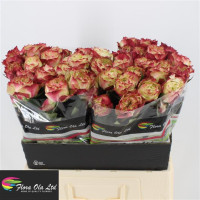 Rose Apple Jack 60 sm