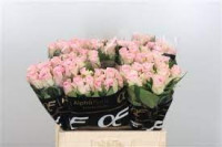 Rose Bisou 50 sm