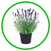 Lavanda Vienco Ewhi 12/30