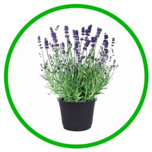 Lavanda Vienco Ewhi 12/30
