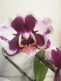 Phal Swan Mutant  7/35