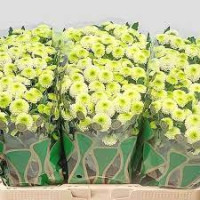 Chr Santini Lassie 50cm-700 X25